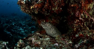Cutaway shot of a Honeycomb or Blackspotted Moray Eel peeping out of its home and smiling and taking big gulps Gymnothorax favagineus