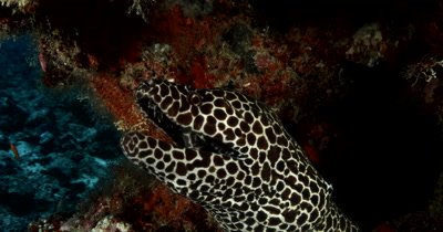 Close shot of a Honeycomb or Blackspotted Moray Eel peeping out of its home and smiling and taking big gulps Gymnothorax favagineus