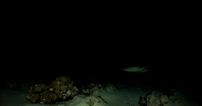 Night time as a Hunting Nurse Shark swims into frame from the front turns in the fame and swims out again Nebrius ferrugineu 