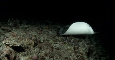 Medium shot Night time as a Hunting Giant Reef Stingray swims into frame from the side landing on the coral in front of the camera while swishing its tail in the lens then swims away again Taeniura meyeni