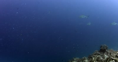 Three Gray Reef Sharks, Carcharhinus amblyrhynchos swim through a school of fish.. One shark has two Pilot fish ,Naucrates ductor, attatched to its nose.