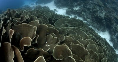 Lettuce Coral, Turbinaria mesenterina at Ulong Channel with a diver to give it its huge perspective