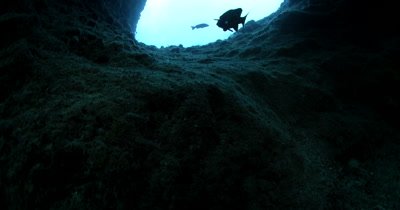 Exiting Blue Holes Cave , Palau the silhouette of a Harlequin Sweetlips, Plectorhinchus chaetodonoides shows the way out