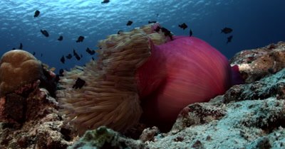 A school of Black Juvenile Three-spotted Dascyllus,Damselfish, Dascyllus trimaculatus, on a bright pink Magnificent Sea Anemone, Heteractis magnifica that sways in the ocean current while two Pink Anemonefish,- Amphiprion perideraion pop in and out of the Anemone.