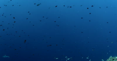 Three Gray Reef Sharks, Carcharhinus amblyrhynchos glide in the blue sea through a large school of  Redtooth Triggerfish ,Odonus niger