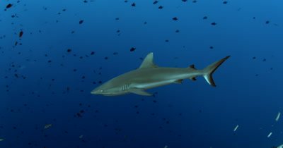 Four Gray Reef Sharks, Carcharhinus amblyrhynchos glide in the blue sea through a large school of  Redtooth Triggerfish ,Odonus niger