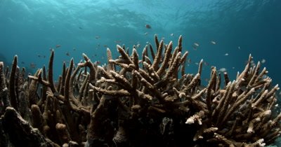 A medium shot of a school of Ternate chromis,Damselfish , Chromis termatensis on  Hard Staghorn Coral , Acropora spp.