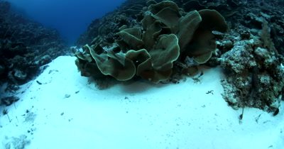A huge block of Lettuce Coral, Turbinaria mesenterina at Ulong Channel 