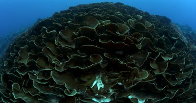 A huge block of Lettuce Coral, Turbinaria mesenterina at Ulong Channel with divers at the end of the clip, to give it some perspective