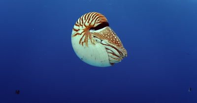 A Nautilus spp. with its Tentacles protruding,propels itself in the blue ocean water