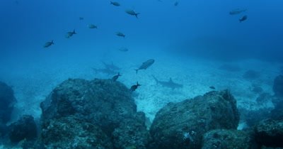 Three Scalloped Hammerhead Shark, Sphyrna lewini glide through the sea 