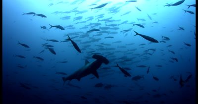 A silhouetted Scalloped Hammerhead Shark, Sphyrna lewini glides through the school of Fusilliers