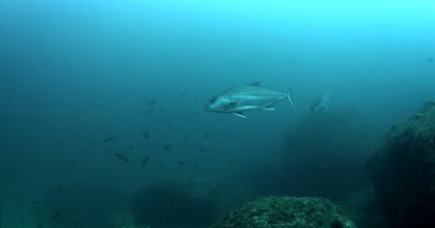 Two Almaco Jack fish, Seriola rivoliana pass in front of the camera
