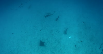 View from above, of Scalloped Hammerhead Sharks, Sphyrna lewini and an Eagle Ray on the ocean floor. 