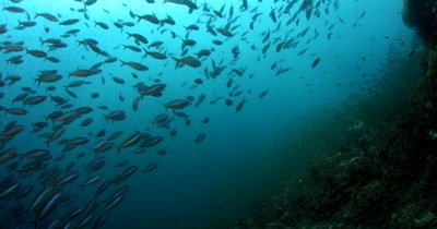 A school of Bluestreak Fusilier, Pterocaesio tile fish swim in front of a huge bait ball of Anchovies, Stolephorus indicus 