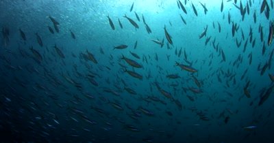 A dramatic show as a school of Bluestreak Fusilier, Pterocaesio tile fish and a bait ball of Anchovies, Stolephorus indicus swirl in the sea