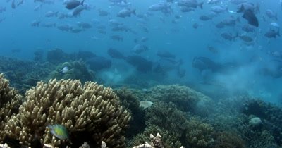 A large school of Bumphead parrotfish, Bolbometopon muricatum and Gray Rudderfish, Lowfin Drummer, Kyphosus vaigiensis swim in the ocean creating a dust cloud of poop/sand