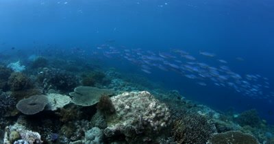 Bluestreak Fusilier fish, Pterocaesio tile speed across the reef