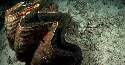 A huge Giant clam,Tridacna gigas tightens its muscle and closes itself tighter