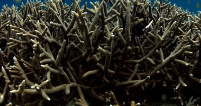 A large area of Staghorn Coral, Acropora aculeus covered in Scissor-Tailed Fusilier fish, Caesio caerulaurea ,Two-spot banded Snappers, Lutjanus biguttatus, Damsel fish,and Sergen fish
