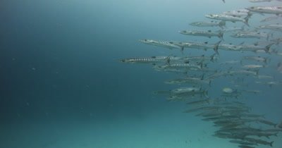 Close up of a large school of Blackfin Barracuda fish, Sphyraena qenie and a few Surgeonfish,- Acanthurus sp pass in front of the camera