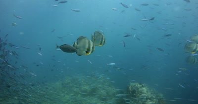 A large school of Longfin Batfish (Spadefish), Platax teira , Scissor-Tailed Fusilier,Caesio caerulaurea and Anchovy, Stolephorus indicus swim in the sea