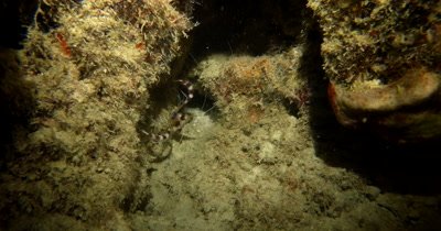 A Banded Boxer Shrimp, Stenopus hispidus 