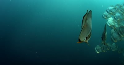 A close up of a large school of Longfin Batfish (Spadefish), Platax teira 