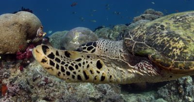 Close up of a hungry Hawksbill Turtle, Eretmochelys imbricata eating some soft coral