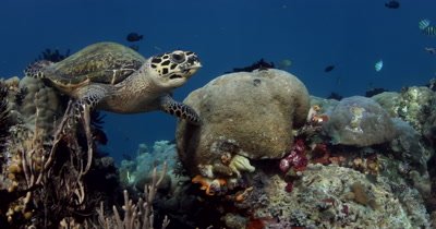 A hungry Hawksbill Turtle, Eretmochelys imbricata chomps some soft coral