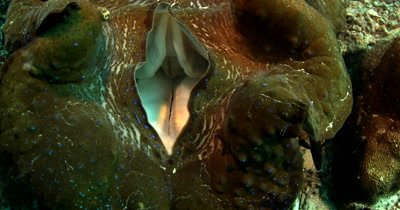 Close up shot of the openings of a huge Giant clam,Tridacna gigas 