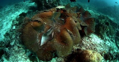 Medium shot of the openings of a huge Giant clam,Tridacna gigas 