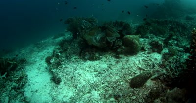 Reveal of Two Giant Clams,Tridacna gigas 
