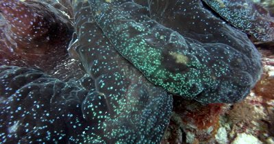 Close up shot of the luminous dots on the flesh of a huge Giant clam,Tridacna gigas 