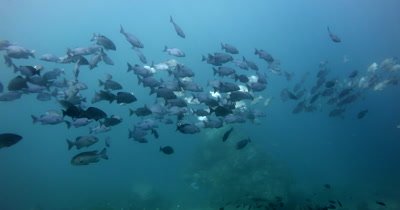A wide shot of a large group of Lowfin Rudderfish,, Lowfin Drummer, Kyphosus vaigiensis 