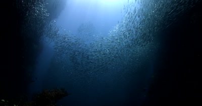 A Silhouette of a large bait ball of Anchovies, Stolephorus indicus swirling in the sea through the God Rays
