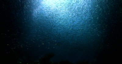 A Silhouette of a large bait ball of Anchovies, Stolephorus indicus swirling in the sea