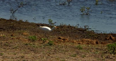 A White Heron/Eastern Great Egret,Ardea alba modesta,  hunt, hunting, predation, ing for food in Elephant dung
