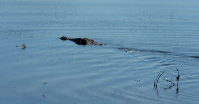 A Nile crocodile, Crocodylus niloticus floats down Chobe river, while Dragon flies eat the  mosquitoes swarming  on the surface of the river