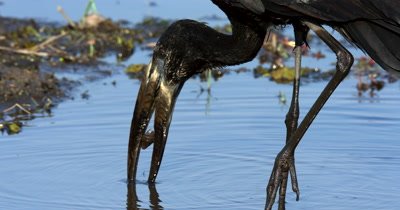 An extreme close up of an  African openbill Stork, Anastomus lamelligerus crushes the snail, rinses the hard shell pieces off in the river and then eats the flesh. 