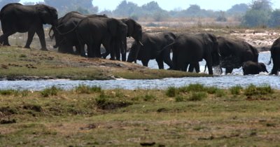 A large heard of  African Elephant,Loxodonta africana  with many baby's swim across the Chobe River in the shimmering heat haze,using their trunks as snorkels.