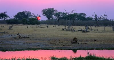 Sunset shot of the exhausted male Lion, Panthera leo after having numerous mating sessions resting, while the orange ball of the sun glows in the distance and peach colour hews surround the area