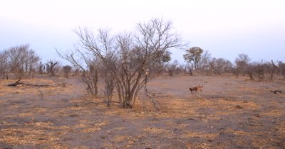 An African wild dog, African  hunt, hunting, predation, ing dog, or African painted dog, Lycaon pictus   hunt, hunting, predation, ing an Impala, Aepyceros melampus . Circling it and making the Impala tired, the male Impala uses its horns to scare the Wild dog off