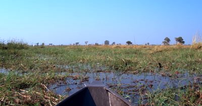  Water lilies,Nymphaeaceae grasss and reeds on the waters of the Okavango Delta