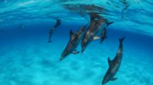 Atlantic Spotted Dolphin Pod Swimming Above White Sand