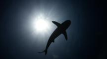 Sun Ball Shark Sillouette