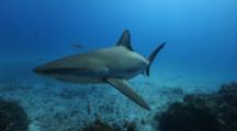 Sharks, Possibly Reef Sharks, Swim Over Coral Reef
