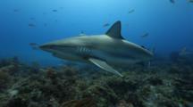 Sharks, Possibly Reef Sharks, Swim Over Coral Reef
