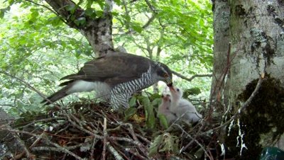 Goshawk,Stereoscopic 3D,female parent on the nest feeding three 7 days old chicks