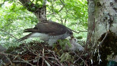 Goshawk,Stereoscopic 3D,female parent on the nest feeding three 7 days old chicks,male lands with a prey